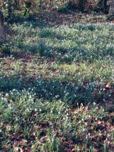 Snowdrops walk