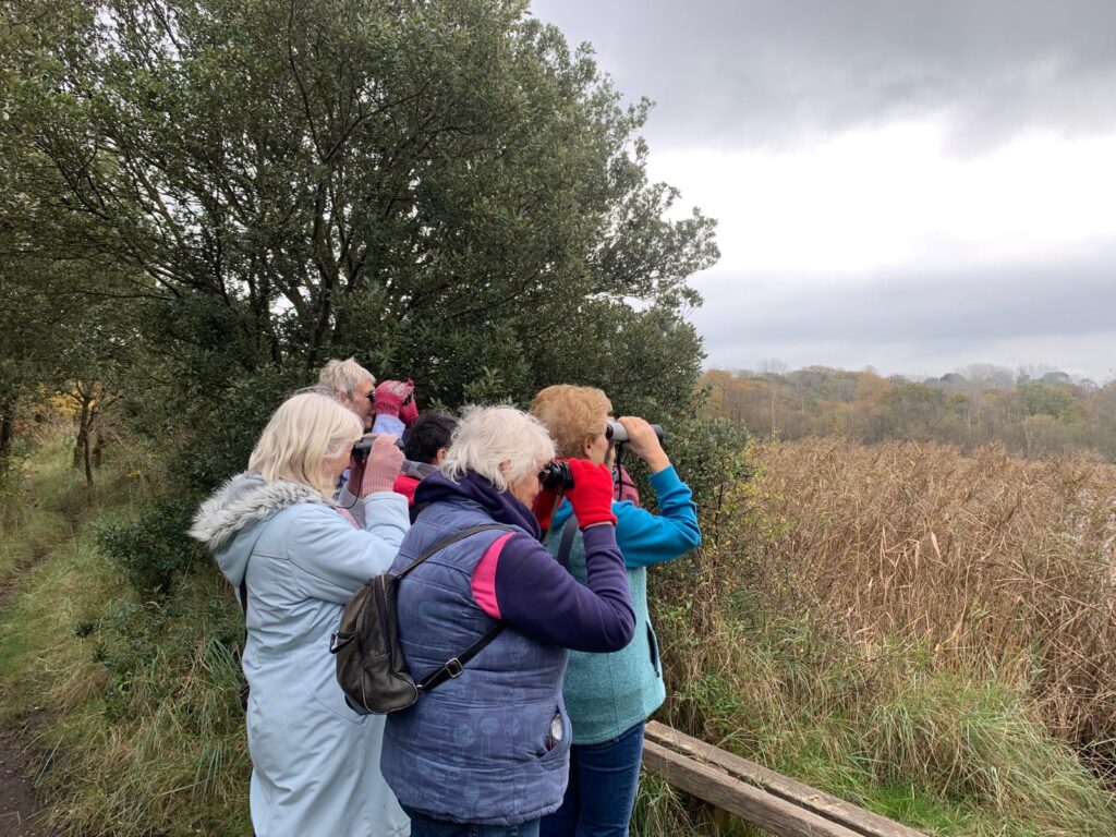 looking for white-tailed eagles
